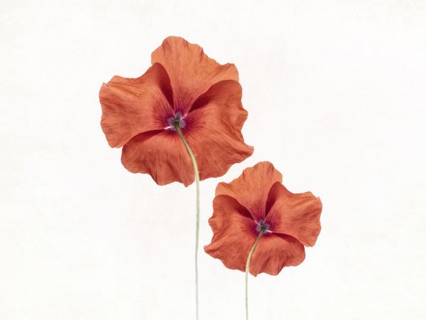 PHOTOWALL / Two Poppies (e316872)