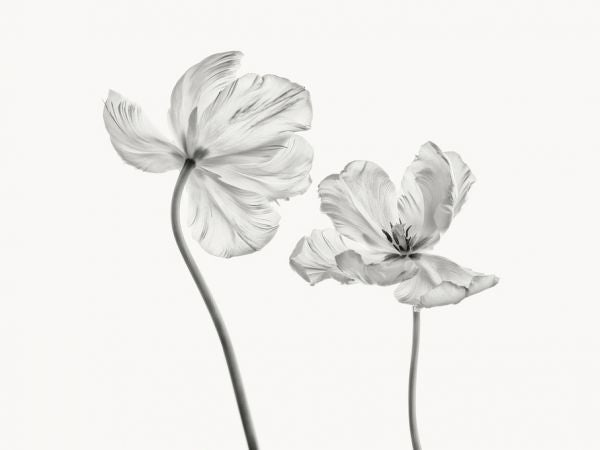 PHOTOWALL / Same Tulip (e316878)