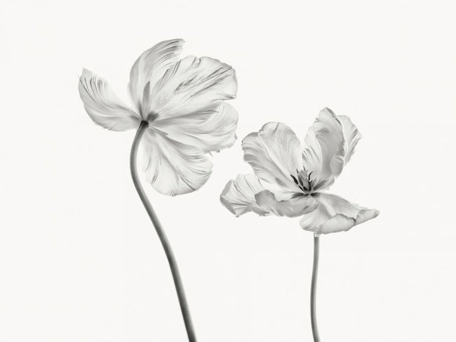 PHOTOWALL / Same Tulip (e316878)