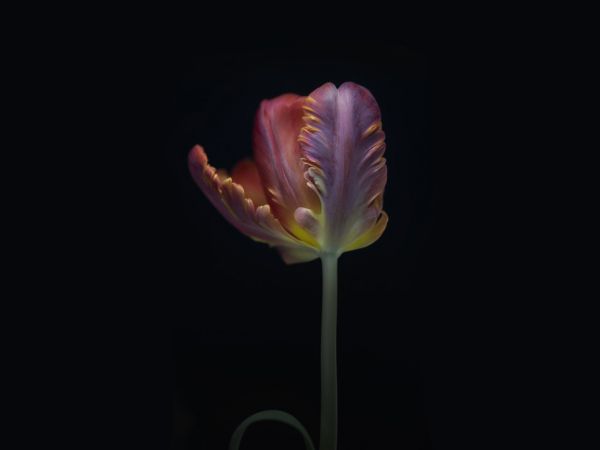 PHOTOWALL / Single Tulip (e316879)