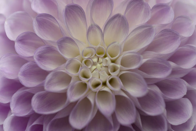 PHOTOWALL / Dahlia (e316883)