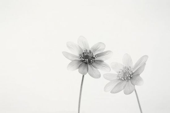 PHOTOWALL / Anemones (e316884)