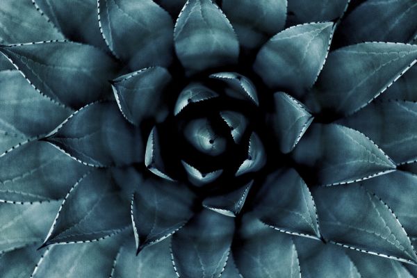 PHOTOWALL / Cactus No 9 (e316848)