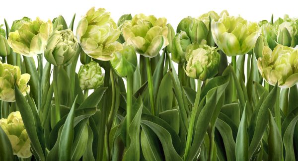 PHOTOWALL / Tulips and Tulips (e317146)