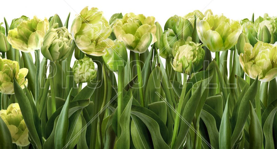 PHOTOWALL / Tulips and Tulips (e317146)