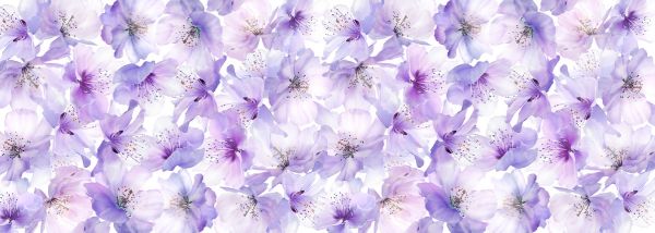 PHOTOWALL / Sakura Flow (e317168)