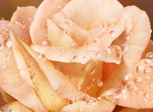 PHOTOWALL / Promised Rose (e317170)