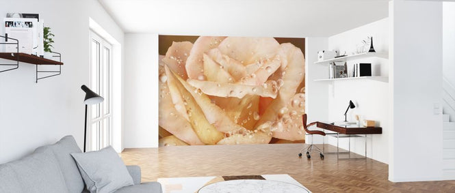 PHOTOWALL / Promised Rose (e317170)