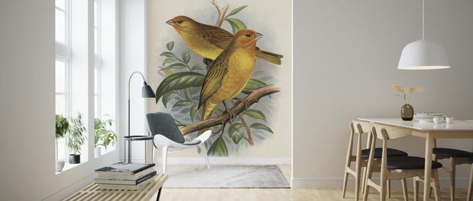 PHOTOWALL / Saffron Finch - Frederick William Frohawk (e316964)