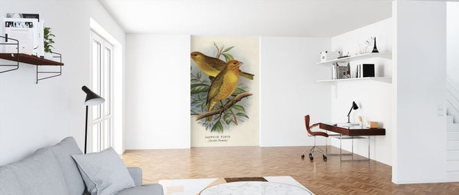 PHOTOWALL / Saffron Finch - Frederick William Frohawk (e316964)