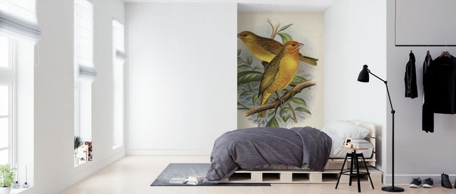 PHOTOWALL / Saffron Finch - Frederick William Frohawk (e316964)