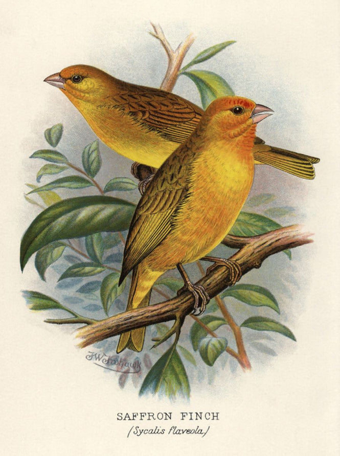 PHOTOWALL / Saffron Finch - Frederick William Frohawk (e316964)