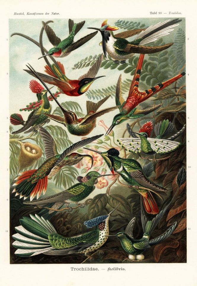 PHOTOWALL / Hummingbird (e316973)