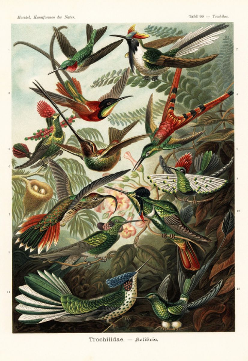 PHOTOWALL / Hummingbird (e316973)
