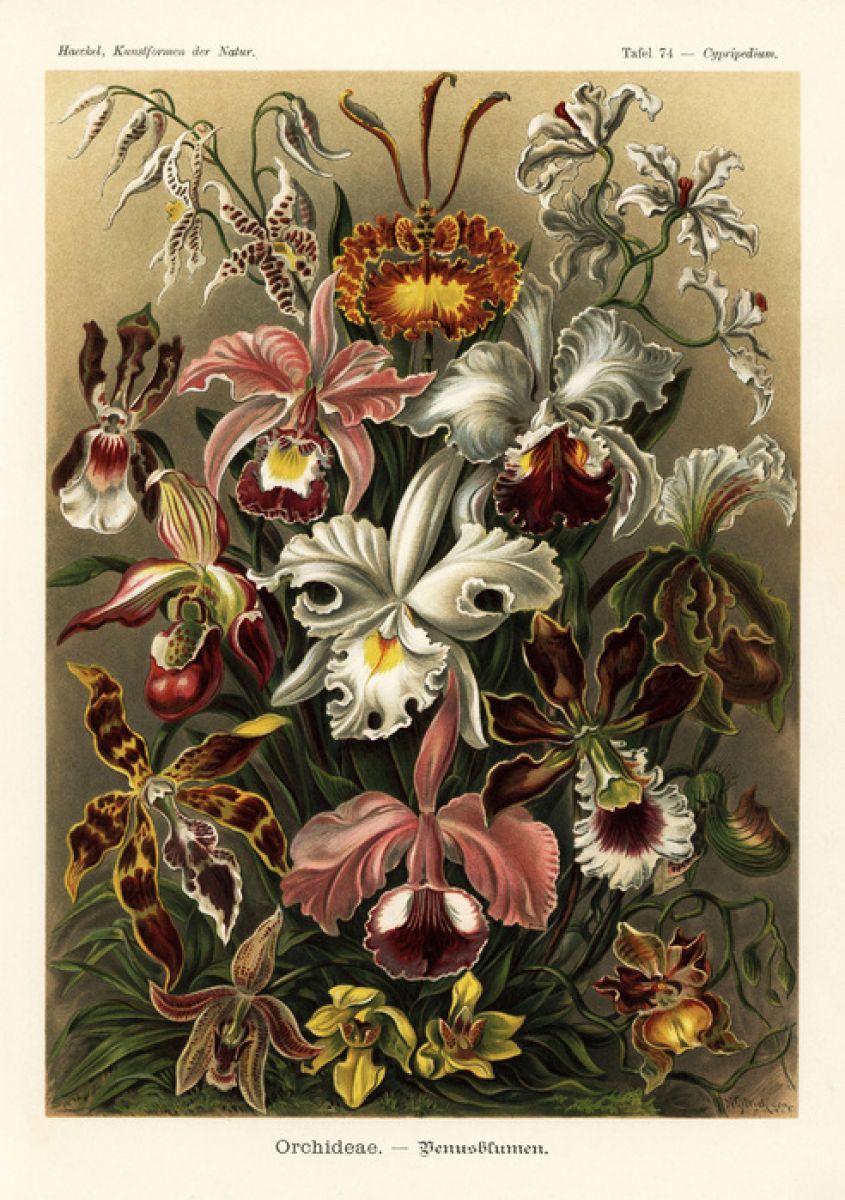 PHOTOWALL / Art Forms in Nature - Ernst Haeckel (e316976) | 輸入