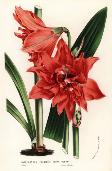 PHOTOWALL / Hippeastrum Queen (e317033)