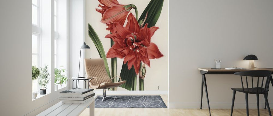 PHOTOWALL / Hippeastrum Queen (e317033)