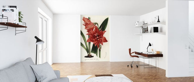 PHOTOWALL / Hippeastrum Queen (e317033)