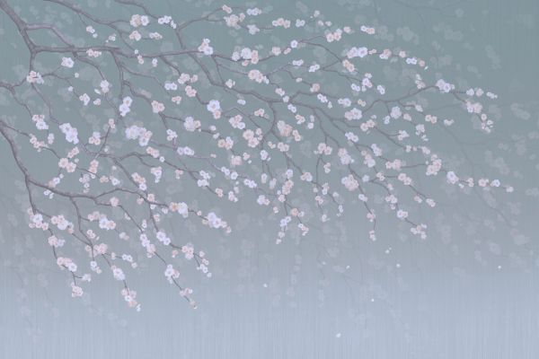 PHOTOWALL / Sakura (e317753)