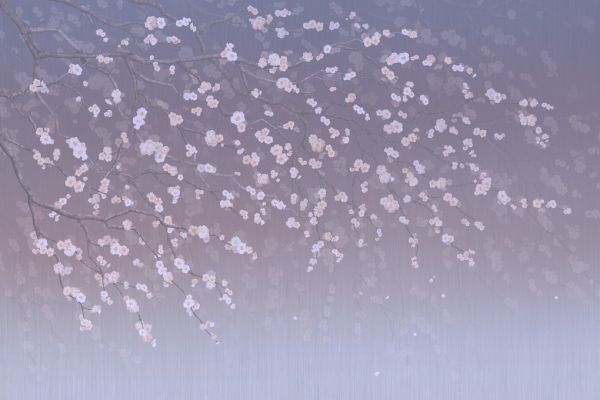PHOTOWALL / Sakura - Purplish (e317755)