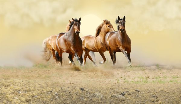 PHOTOWALL / Wild Horses (e317658)