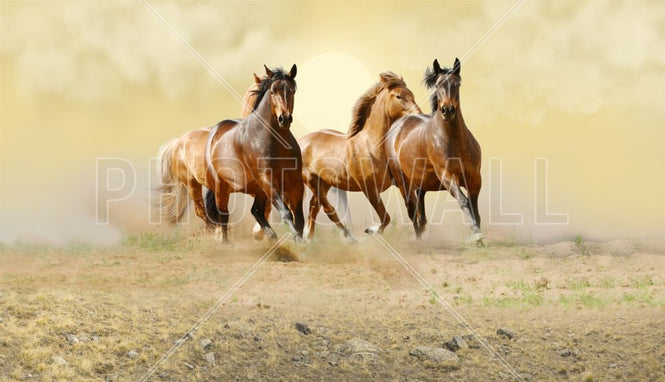 PHOTOWALL / Wild Horses (e317658)