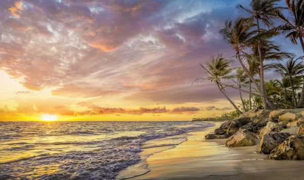 PHOTOWALL / Palm Tree in Sunset (e318002)