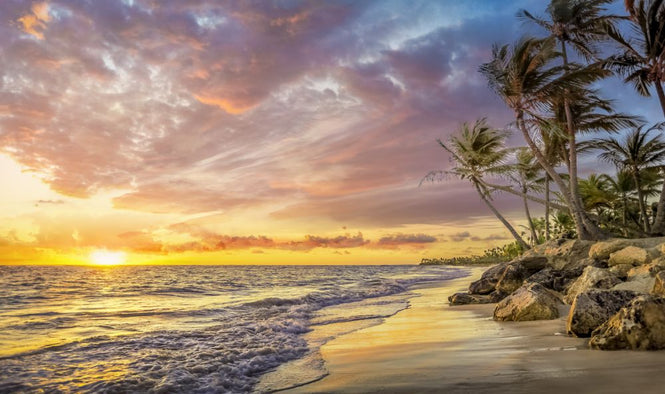 PHOTOWALL / Palm Tree in Sunset (e318002)