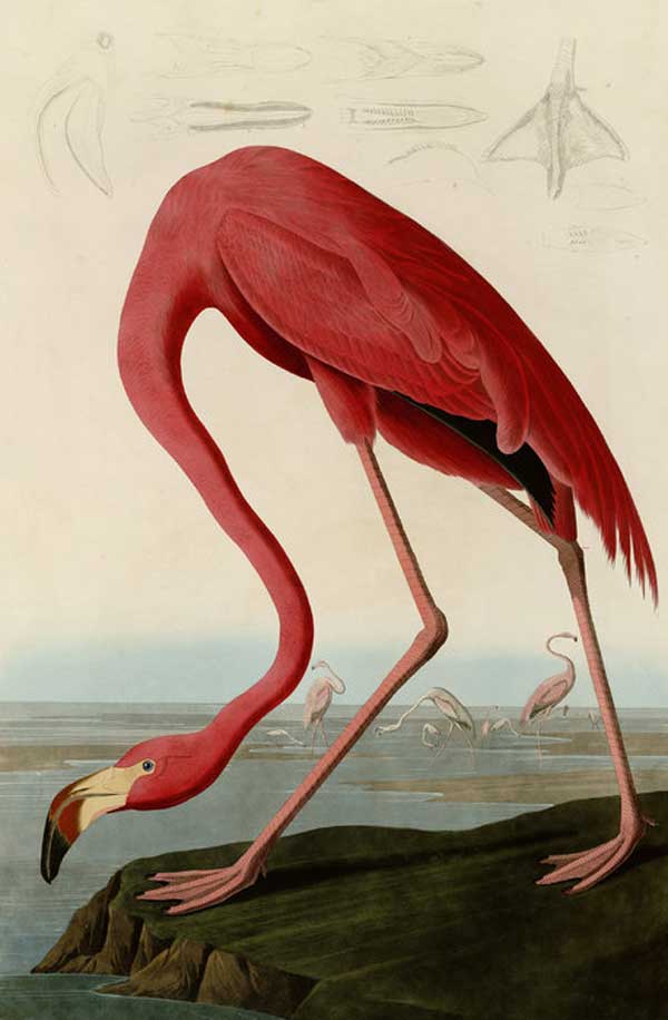PHOTOWALL / American Flamingo - John James Audubon (e317356)