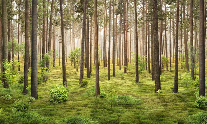 PHOTOWALL / In the Forest (e318424)