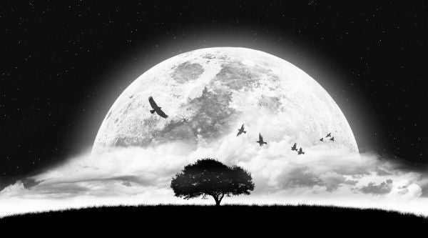 PHOTOWALL / Dream (e317821)