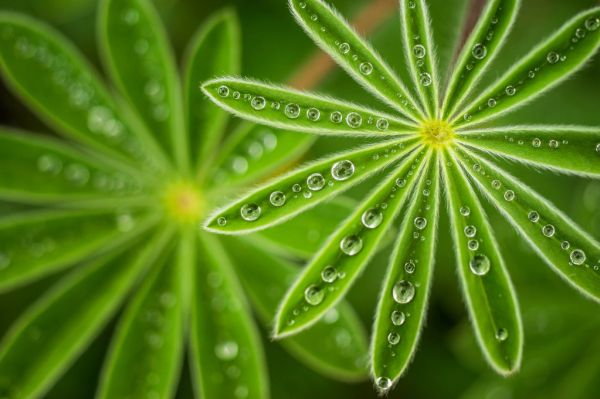 PHOTOWALL / Pearly Lupine (e317823)