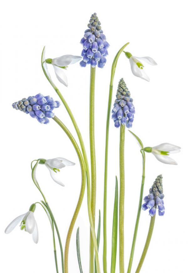 PHOTOWALL / Muscari and Galanthus (e317825)