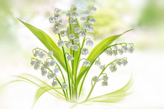 PHOTOWALL / Lily of the Valley (e317833)