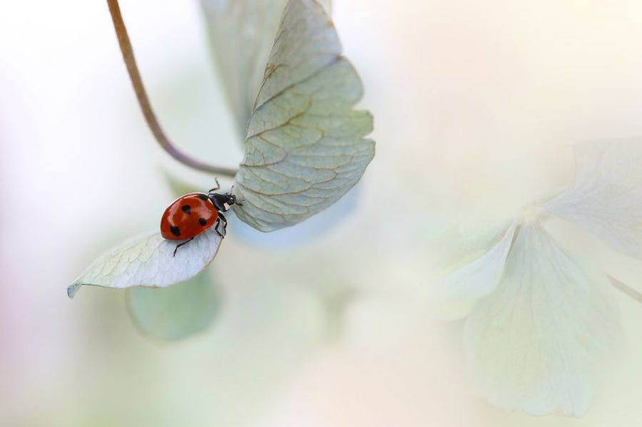PHOTOWALL / Ladybird on Blue Green Hydrangea (e317834)