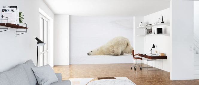 PHOTOWALL / Sliding Bear (e317835)