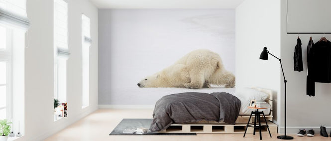 PHOTOWALL / Sliding Bear (e317835)