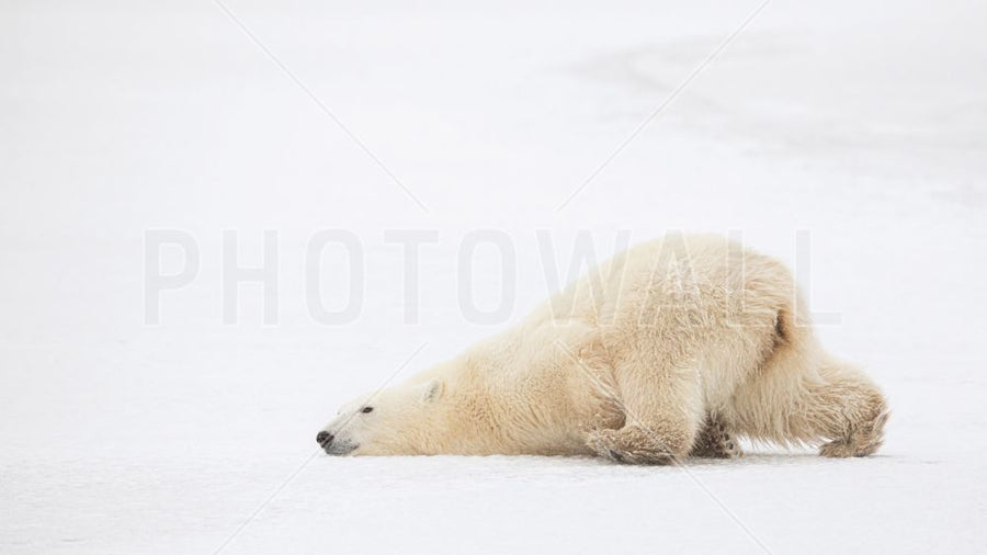 PHOTOWALL / Sliding Bear (e317835)