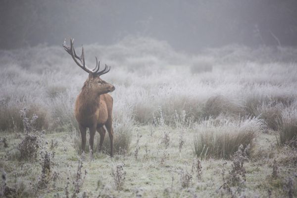 PHOTOWALL / Prideful Deer (e317617)