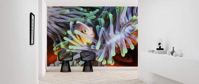 PHOTOWALL / Clownfish (e317619)