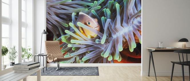 PHOTOWALL / Clownfish (e317619)