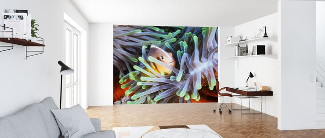 PHOTOWALL / Clownfish (e317619)