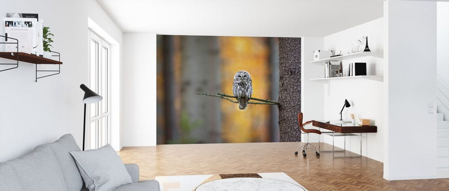 PHOTOWALL / Tawny Owl (e317630)