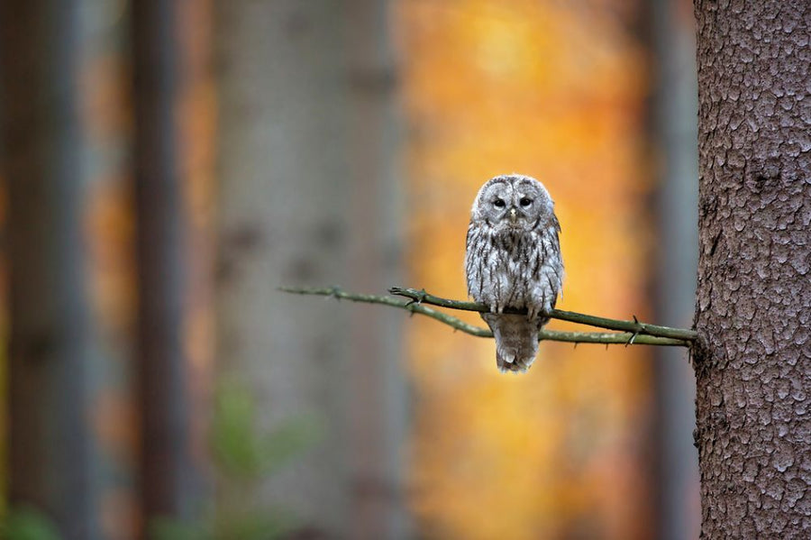 PHOTOWALL / Tawny Owl (e317630)