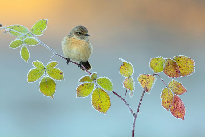 PHOTOWALL / Winter Colors (e317766)