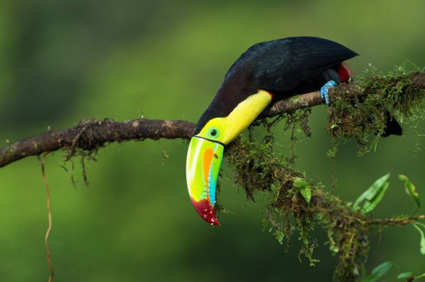 PHOTOWALL / Colors of Costa Rica (e317775)