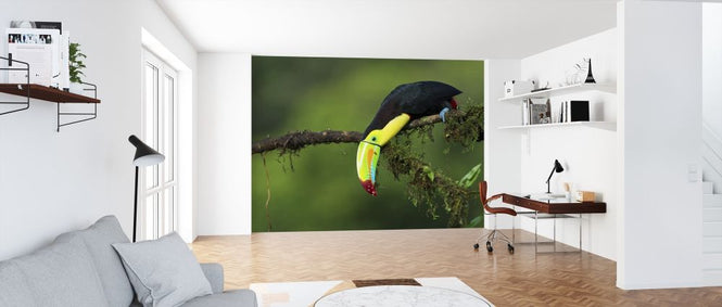 PHOTOWALL / Colors of Costa Rica (e317775)