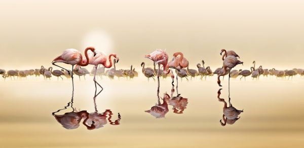 PHOTOWALL / Flamingos (e317782)