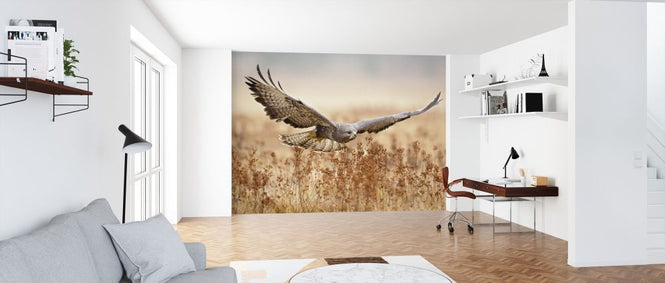 PHOTOWALL / Common Buzzard (e317783)