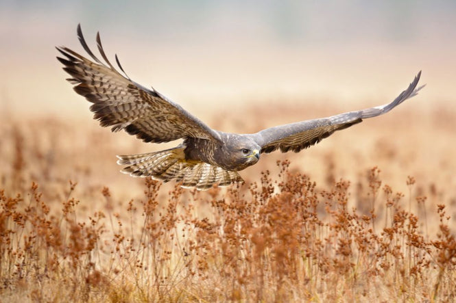 PHOTOWALL / Common Buzzard (e317783)